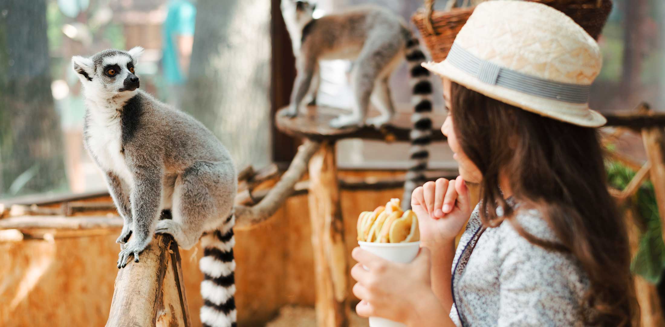 girl holding glass apple slices looking ring tailed lemur at zoo